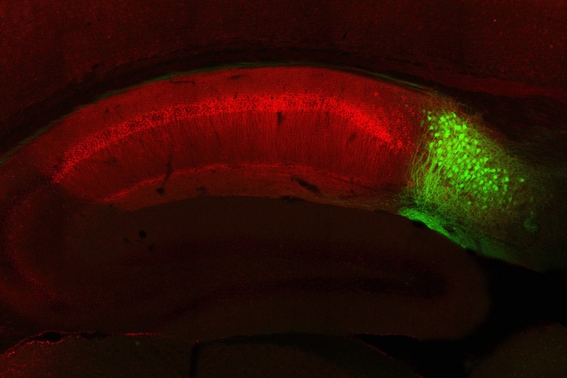 neuron